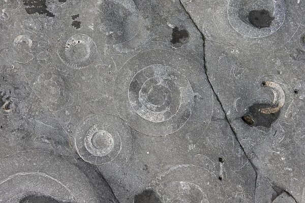 Ammonite (Coroniceras bucklandi) fossils exposed in rock pavement, Monmouth Beach, Lyme Regis, Dorset, England, May