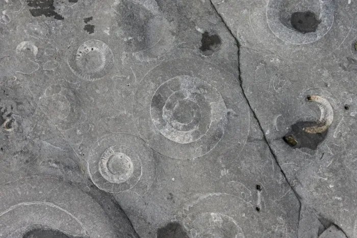 Framed Print : Ammonite (Coroniceras bucklandi) fossils exposed in rock pavement, Monmouth Beach, Lyme Regis, Dorset, England, May Framed Print : Ammonite (Coroniceras bucklandi) fossils exposed in rock pavement, Monmouth Beach, Lyme Regis, Dorset, England, May