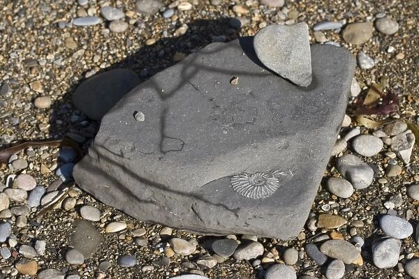 Ammonite fossil in exposed rock on beach, Chapmans Pool, Dorset, England, november