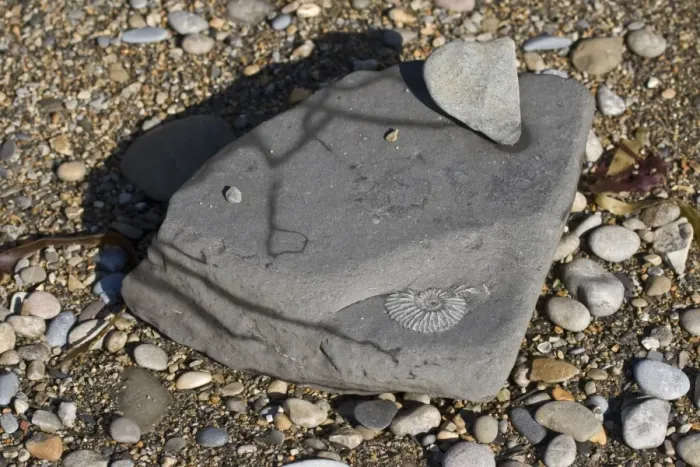 Framed Print : Ammonite fossil in exposed rock on beach, Chapmans Pool, Dorset, England, november