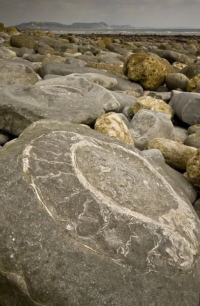 Ammonite fossils exposed in rock on beach, near Lyme Regis, Jurassic Coast World Heritage Site, Dorset, England