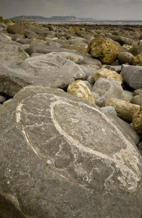 Framed Print : Ammonite fossils exposed in rock on beach, near Lyme Regis, Jurassic Coast World Heritage Site, Dorset, England Framed Print : Ammonite fossils exposed in rock on beach, near Lyme Regis, Jurassic Coast World Heritage Site, Dorset, England