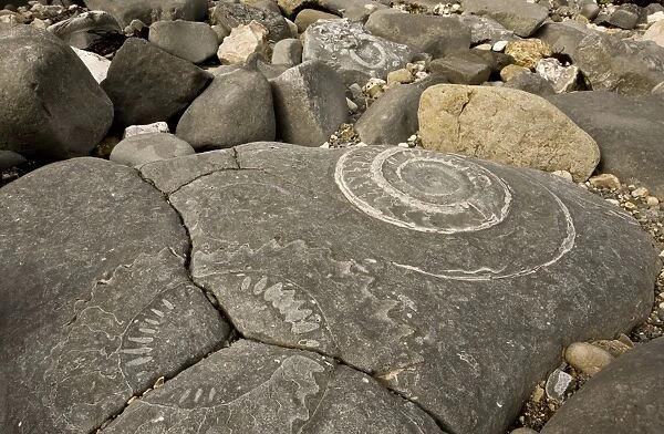 Ammonite fossils exposed in rock on beach, near Lyme Regis, Jurassic Coast World Heritage Site, Dorset, England