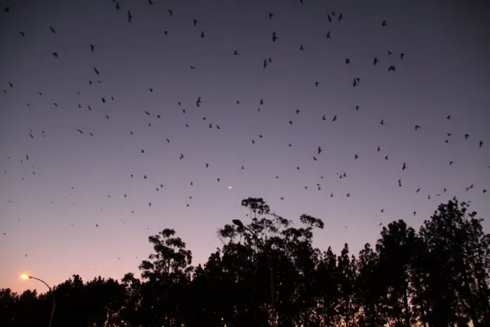 Framed Print : Amur Falcon (Falco amurensis) flock, in flight over winter roost site at sunset, Newcastle, KwaZulu-Natal, South Africa