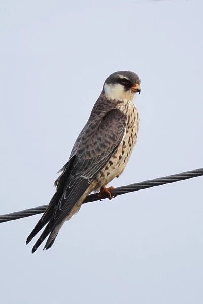 Amur Falcon (Falco amurensis) immature female, perched on overhead wire, Tsim Bei Tsui, Hong Kong, China, october