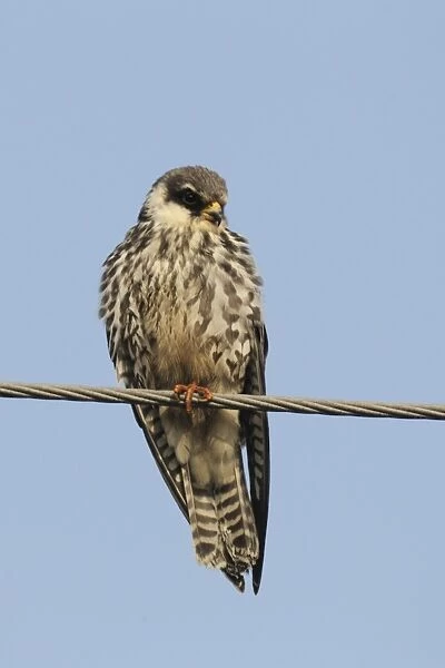 Amur Falcon (Falco amurensis) immature male, perched on overhead wire, Tsim Bei Tsui, Hong Kong, China, october