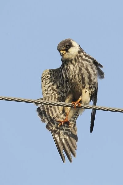 Amur Falcon (Falco amurensis) immature male, stretching wing and leg, perched on overhead wire, Tsim Bei Tsui, Hong Kong, China, october