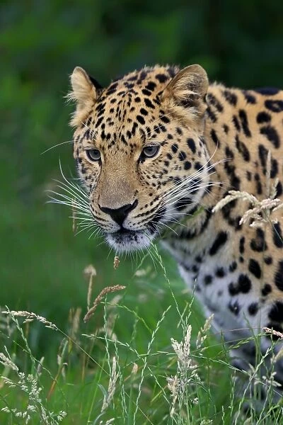Amur Leopard (Panthera pardus orientalis) adult, close-up of head, July (captive)