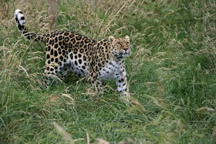 Framed Print : Amur Leopard (Panthera pardus orientalis) adult, walking in grass, July (captive) Framed Print : Amur Leopard (Panthera pardus orientalis) adult, walking in grass, July (captive)