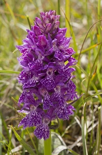 Anatolian Marsh Orchid (Dactylorhiza osmanica) flowering, Pontic Mountains, Anatolia, Turkey, July
