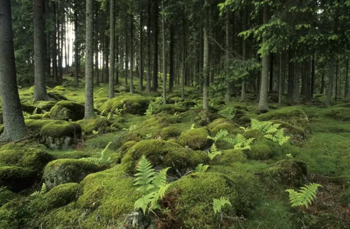 Framed Print : Ancient boreal coniferous forest, interior with moss covered rocks and ferns on forest floor, Vastergotland, Sweden Framed Print : Ancient boreal coniferous forest, interior with moss covered rocks and ferns on forest floor, Vastergotland, Sweden