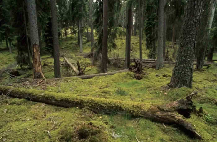 Framed Print : Ancient boreal coniferous forest, interior with moss covered fallen trunk in small clearing, Ryfors Forest, Jonkoping Framed Print : Ancient boreal coniferous forest, interior with moss covered fallen trunk in small clearing, Ryfors Forest, Jonkoping