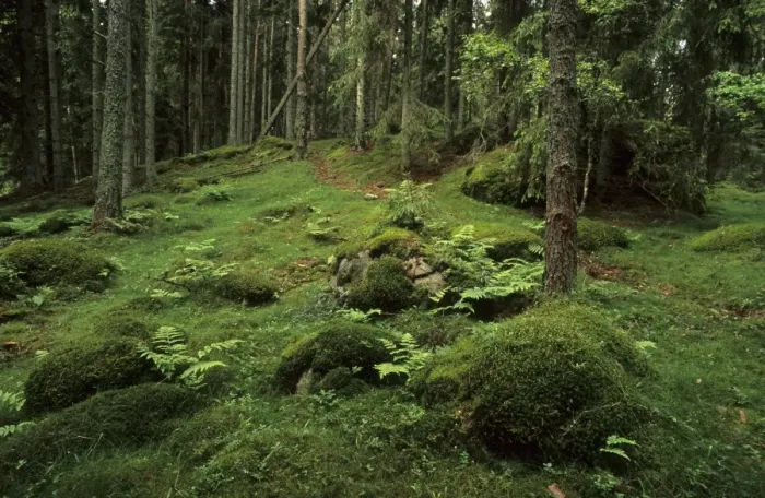 Framed Print : Ancient boreal coniferous forest, interior with moss covered rocks and ferns on forest floor, Vastergotland, Sweden Framed Print : Ancient boreal coniferous forest, interior with moss covered rocks and ferns on forest floor, Vastergotland, Sweden