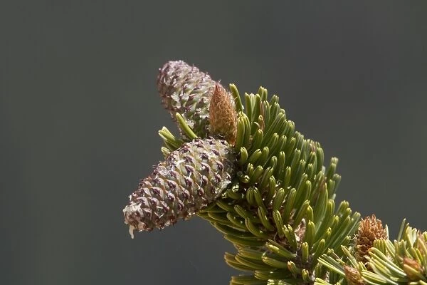 Ancient Bristlecone Pine (Pinus longaeva) close-up of cone