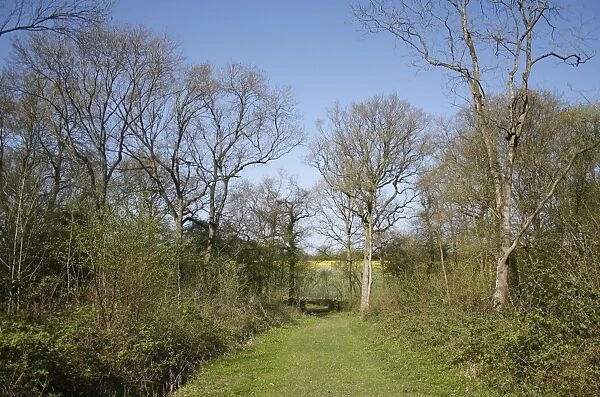 Ancient coppiced woodland habitat with Common Oak (Quercus robur) standards, Bonny Wood Reserve, Barking Tye, Suffolk