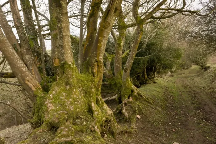 Framed Print : Ancient lane and hedgebank with coppiced trees, above Porlock, Exmoor N. P. Somerset, England, march Framed Print : Ancient lane and hedgebank with coppiced trees, above Porlock, Exmoor N. P. Somerset, England, march