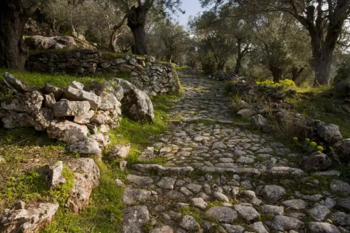 Framed Print : Ancient paved stone path (Kalderimi) through Olive (Olea europea) groves, Mount Olympus, Lesvos, Greece, march Framed Print : Ancient paved stone path (Kalderimi) through Olive (Olea europea) groves, Mount Olympus, Lesvos, Greece, march
