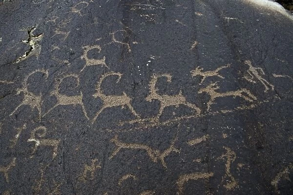 Ancient petroglyphs depicting wolves and humans hunting ibex, circa 400 A. D