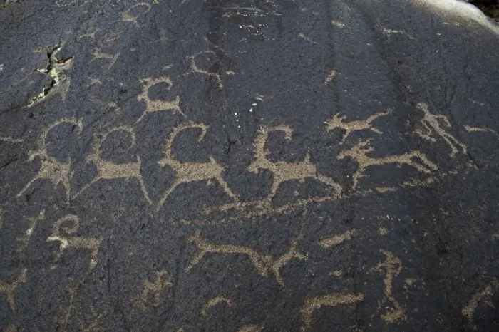 Framed Print : Ancient petroglyphs depicting wolves and humans hunting ibex, circa 400 A. D Framed Print : Ancient petroglyphs depicting wolves and humans hunting ibex, circa 400 A. D