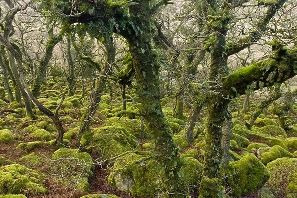 Ancient stunted Common Oak (Quercus sp. ) trees growing amongst moss covered boulders in moorland copse habitat
