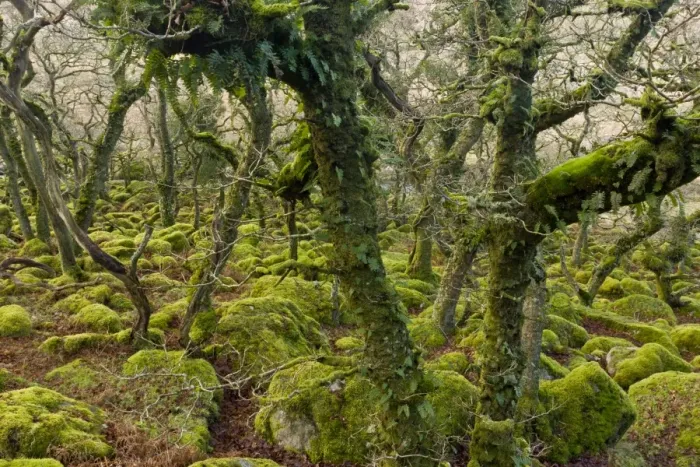 Framed Print : Ancient stunted Common Oak (Quercus sp. ) trees growing amongst moss covered boulders in moorland copse habitat Framed Print : Ancient stunted Common Oak (Quercus sp. ) trees growing amongst moss covered boulders in moorland copse habitat