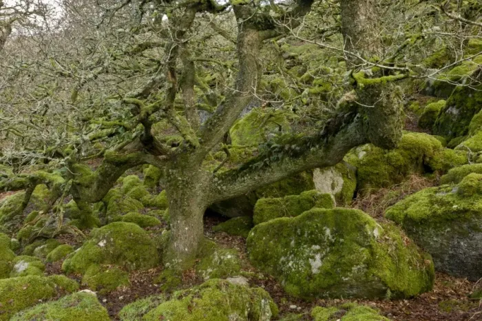 Framed Print : Ancient stunted Common Oak (Quercus sp. ) trees growing amongst moss covered boulders in moorland copse habitat Framed Print : Ancient stunted Common Oak (Quercus sp. ) trees growing amongst moss covered boulders in moorland copse habitat