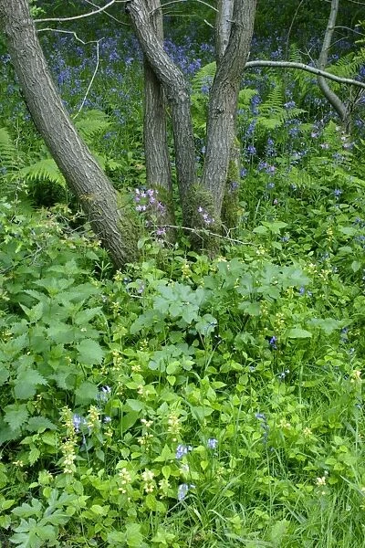 Ancient woodland with Bluebell (Endymion non-scripta), Yellow Archangel (Lamiastrum galeobdolon)