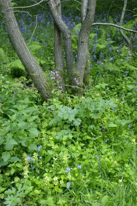 Framed Print : Ancient woodland with Bluebell (Endymion non-scripta), Yellow Archangel (Lamiastrum galeobdolon)