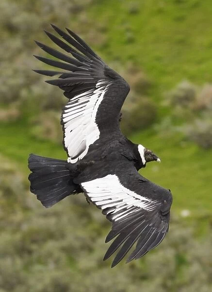 Andean Condor (Vultur gryphus) adult female, in flight, Patagonia, Chile, november