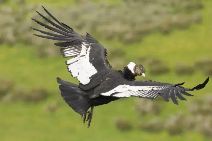 Framed Print : Andean Condor (Vultur gryphus) adult male, in flight, Patagonia, Chile, november Framed Print : Andean Condor (Vultur gryphus) adult male, in flight, Patagonia, Chile, november