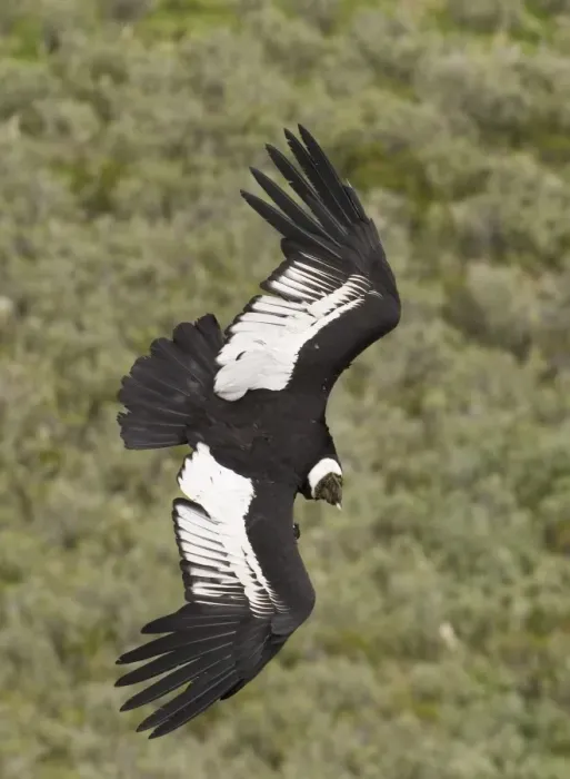 Framed Print : Andean Condor (Vultur gryphus) adult male, in flight, Patagonia, Chile, november Framed Print : Andean Condor (Vultur gryphus) adult male, in flight, Patagonia, Chile, november