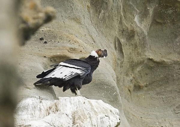 Andean Condor (Vultur gryphus) adult male, standing on cliff roosting ledge, Patagonia, Chile, november