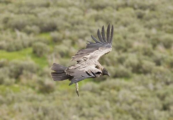 Andean Condor (Vultur gryphus) immature, in flight, Patagonia, Chile, november