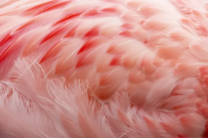 Framed Print : Andean Flamingo (Phoenicoparrus andinus) adult, close-up of feathers, Slimbridge W. W. T. (captive) Framed Print : Andean Flamingo (Phoenicoparrus andinus) adult, close-up of feathers, Slimbridge W. W. T. (captive)