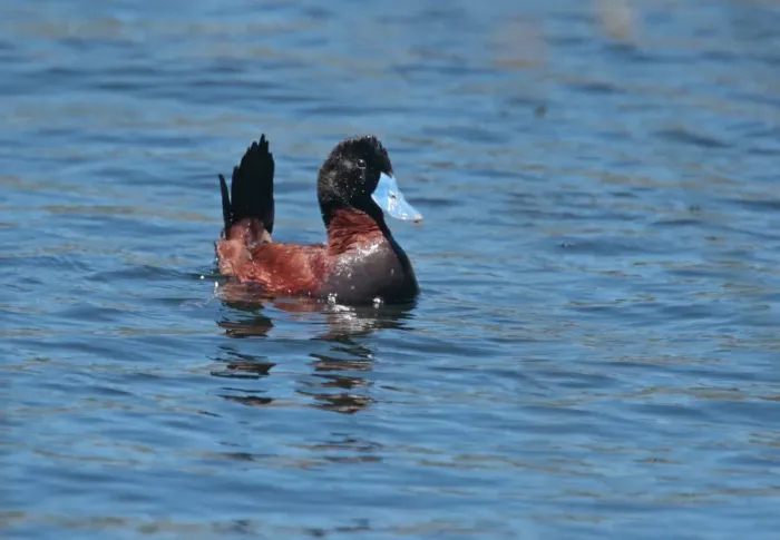 Framed Print : Andean Ruddy Duck (Oxyura jamaicensis ferruginea) adult male, swimming, Villa Pehuenia, Neuquen, Argentina, december Framed Print : Andean Ruddy Duck (Oxyura jamaicensis ferruginea) adult male, swimming, Villa Pehuenia, Neuquen, Argentina, december