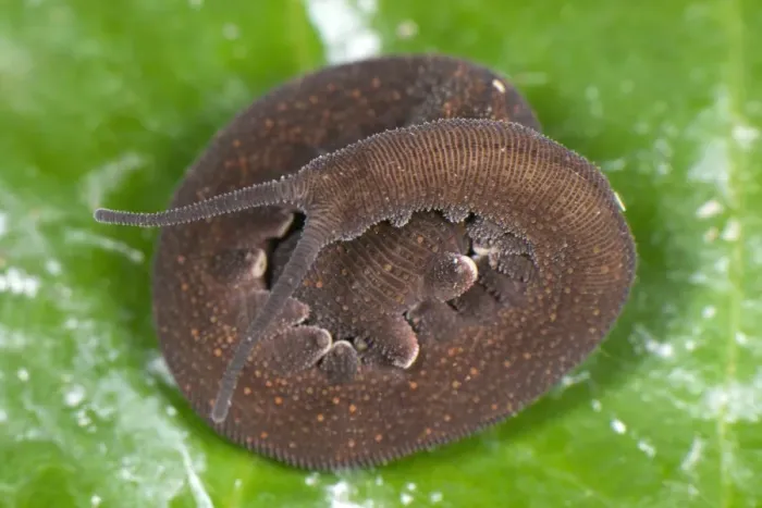 Framed Print : Andean Velvet-worm (Peripatus sp. ) adult, coiled on leaf, from Cusco to Manu, Departemento Cusco, Andes, Peru
