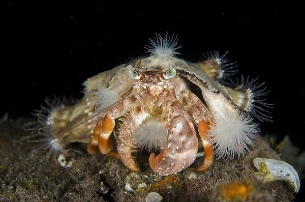 Anemone Hermit Crab (Dardanus pedunculatus) adult, with Sea Anemones (Calliactis polypus)