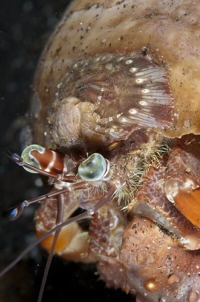 Anemone Hermit Crab (Dardanus pedunculatus) adult, with small crab on Sea Anemone (Calliactis polypus)