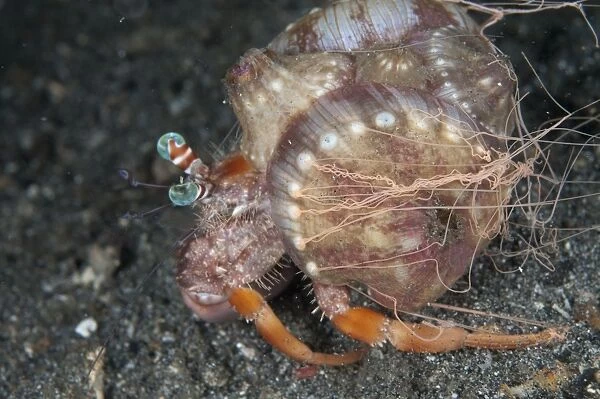 Anemone Hermit Crab (Dardanus pedunculatus) adult, with Sea Anemone (Calliactis polypus)
