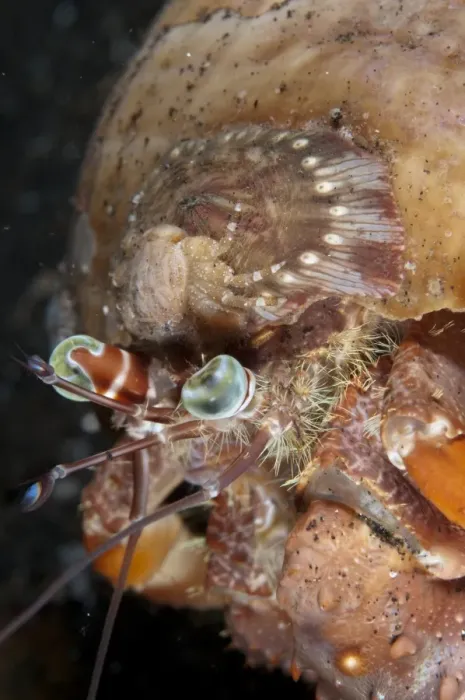 Framed Print : Anemone Hermit Crab (Dardanus pedunculatus) adult, with small crab on Sea Anemone (Calliactis polypus) Framed Print : Anemone Hermit Crab (Dardanus pedunculatus) adult, with small crab on Sea Anemone (Calliactis polypus)