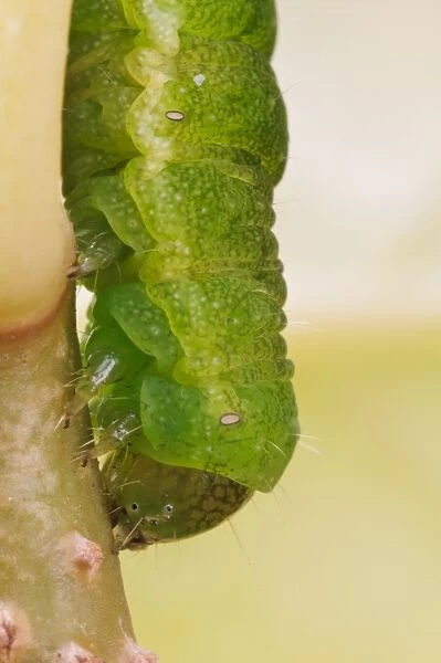 Angle Shades (Phlogophora meticulosa) caterpillar, close-up of head, crawling down stem in garden, Belvedere, Bexley