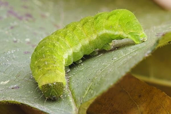 Angle Shades (Phlogophora meticulosa) caterpillar, crawling across leaf in garden, Belvedere, Bexley, Kent, England