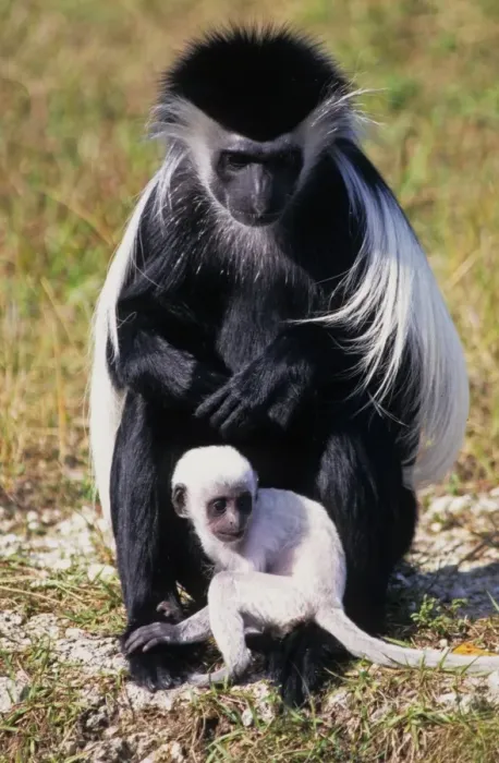 Framed Print : Angolan Colobus (Colobus angolensis) adult female with baby, sitting on ground (captive) Framed Print : Angolan Colobus (Colobus angolensis) adult female with baby, sitting on ground (captive)