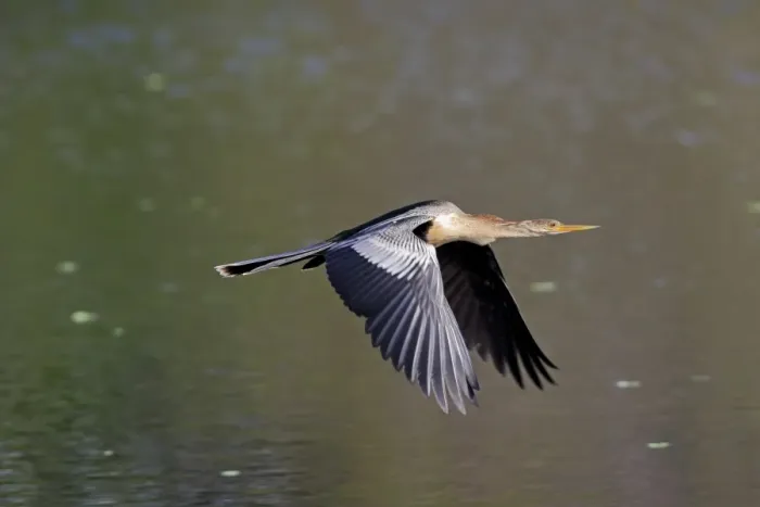 Framed Print : Anhinga (Anhinga anhinga) adult female, in flight over water, Wakodahatchee Wetlands, Delray Beach, Florida, U. S. A