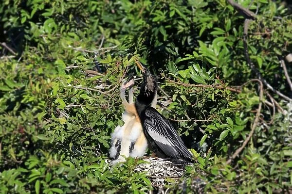 Anhinga (Anhinga anhinga) adult male, breeding plumage, with chicks at nest, Wakodahatchee Wetlands, Delray Beach
