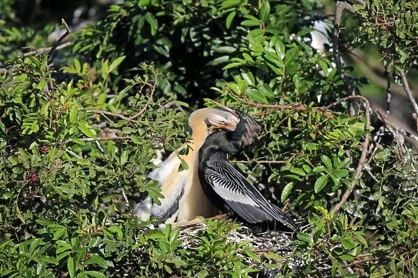 Anhinga (Anhinga anhinga) adult male, breeding plumage, feeding chicks at nest, Wakodahatchee Wetlands, Delray Beach