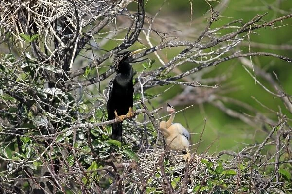 Anhinga (Anhinga anhinga) adult male, breeding plumage, with chick at nest, Wakodahatchee Wetlands, Delray Beach