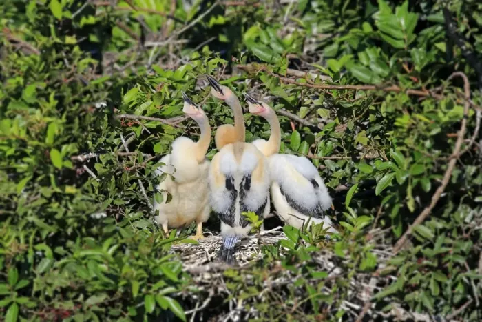 Framed Print : Anhinga (Anhinga anhinga) three chicks, standing at nest, Wakodahatchee Wetlands, Delray Beach, Florida, U. S. A. March Framed Print : Anhinga (Anhinga anhinga) three chicks, standing at nest, Wakodahatchee Wetlands, Delray Beach, Florida, U. S. A. March
