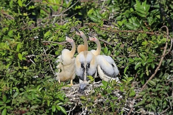 Anhinga (Anhinga anhinga) three chicks, standing at nest, Wakodahatchee Wetlands, Delray Beach, Florida, U. S. A. March