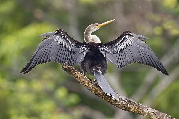 Anhinga (Anhinga anhinga) immature, with wings outstretched, standing on branch during rainfall, Tobago